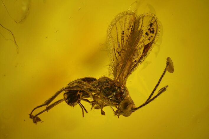 Detailed Fossil Wasp (Hymenoptera) In Baltic Amber #163530
